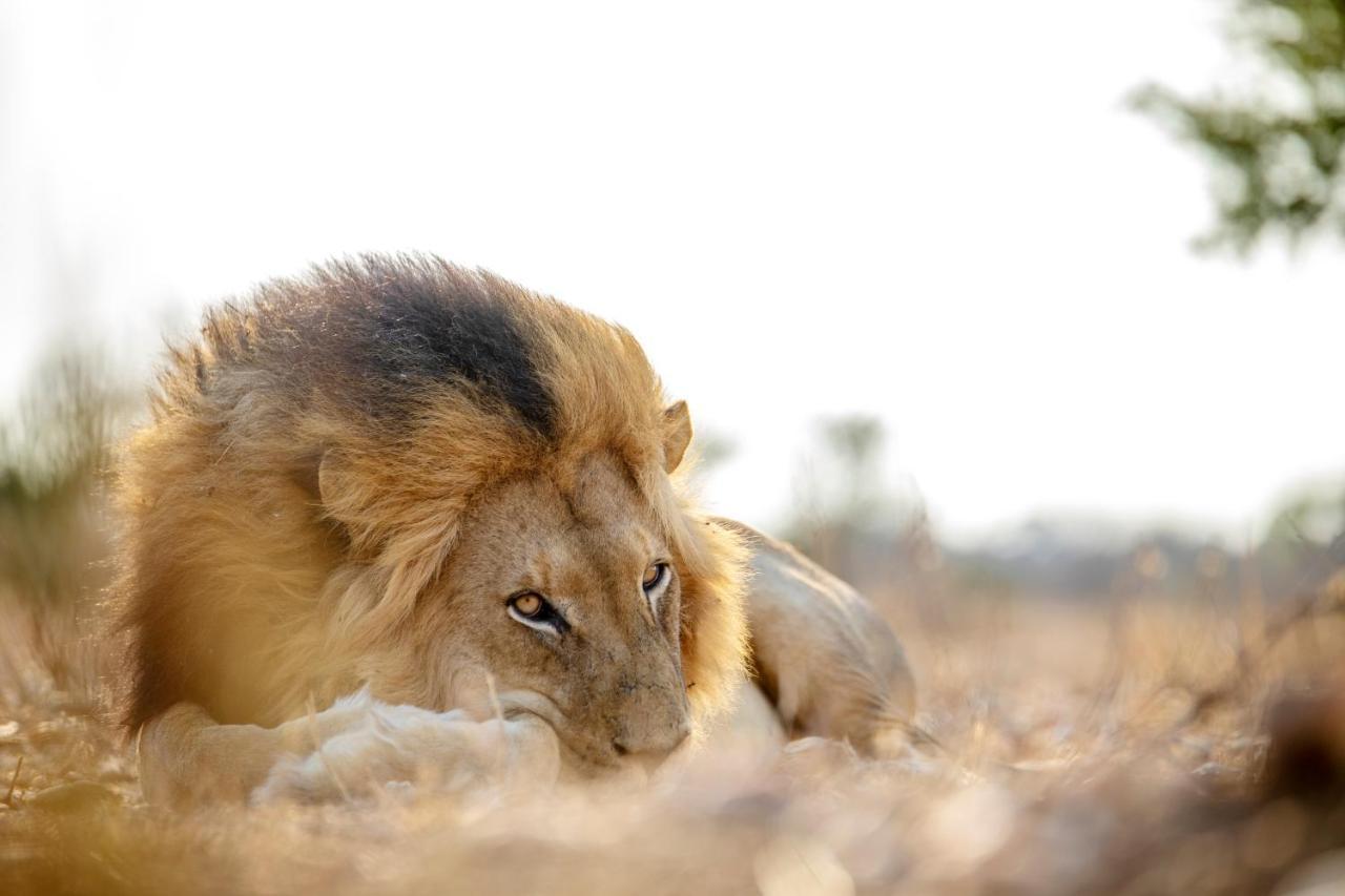 Jabulani Safari Villa Kapama Game Reserve Eksteriør billede